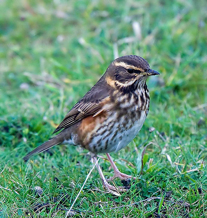 Redwing