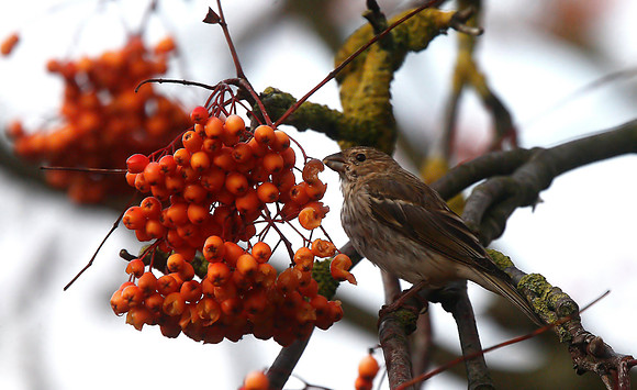 Common Rosefinch