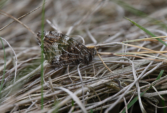 Grayling
