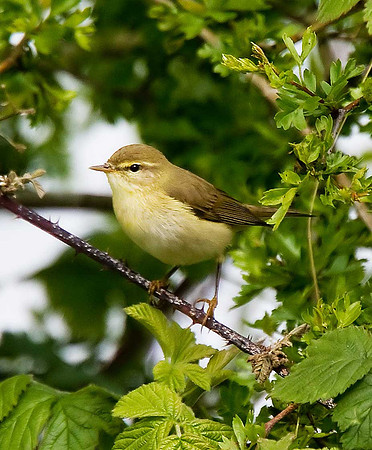 Willow Warbler