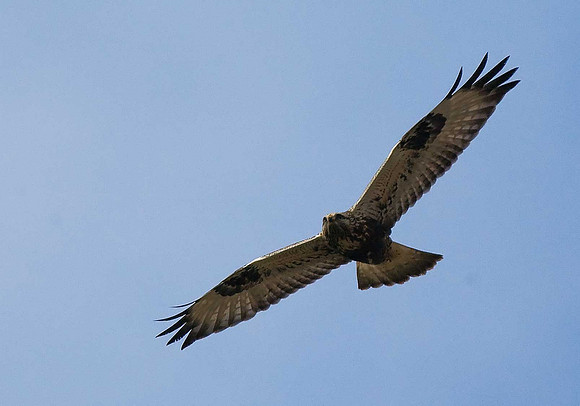 Rough-legged Buzzard