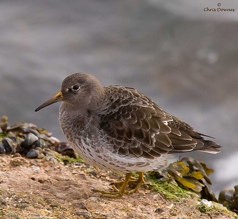 Purple Sandpiper