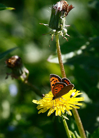Small Copper