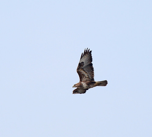 Common Buzzard