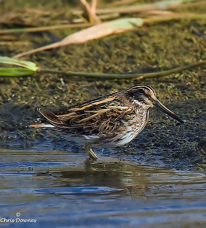 Jack Snipe