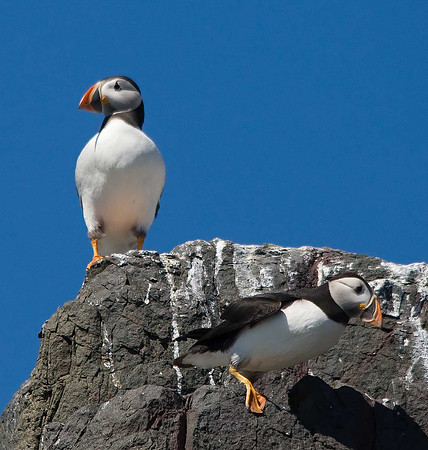 Puffin