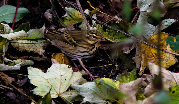 Olive-backed Pipit