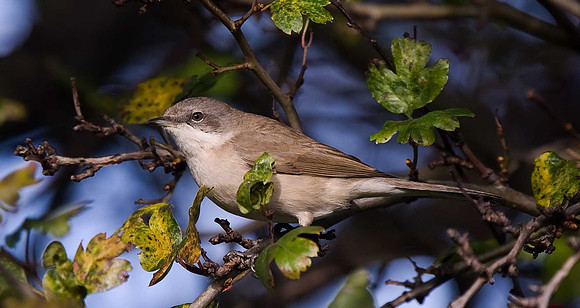 Siberian Lesser Whitethroat