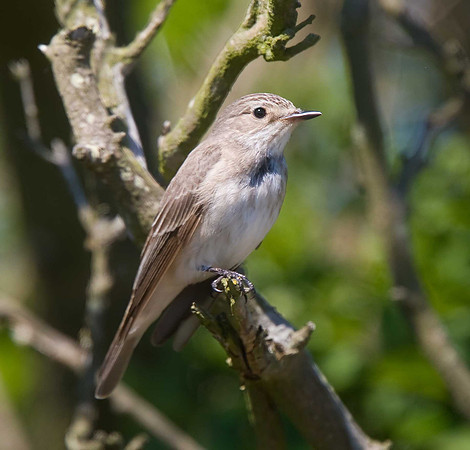 Spotted Flycatcher