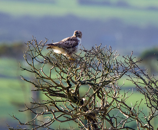 Common Buzzard