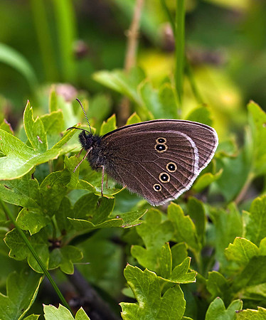 Ringlet