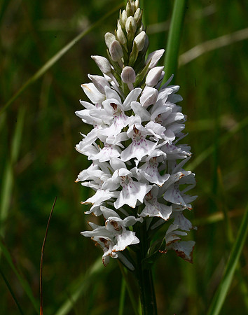 Marsh Orchid