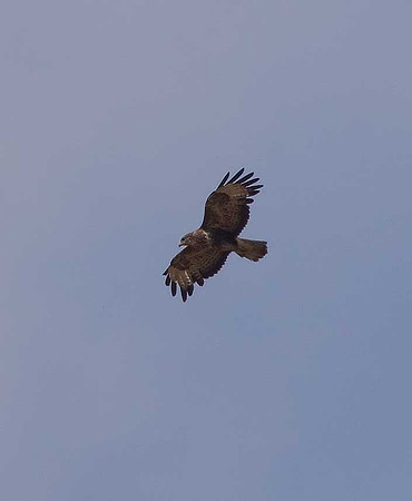 Buzzard
