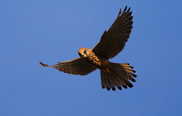 Kestrel