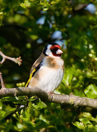 Goldfinch