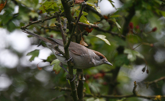 Blackcap