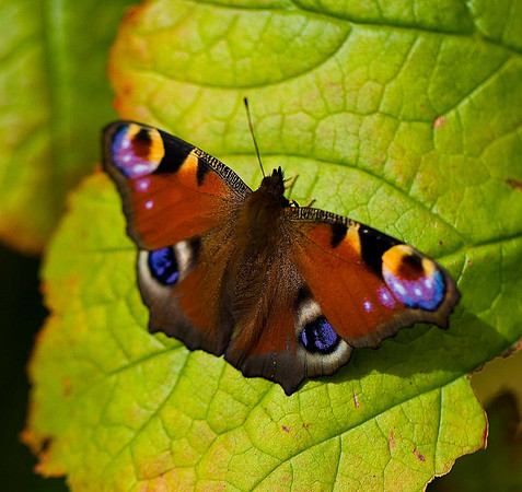Peacock