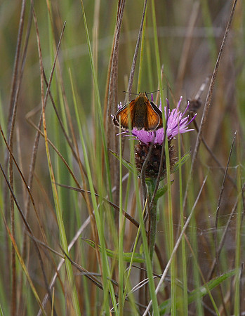 Small Skipper possibly Essex Skipper