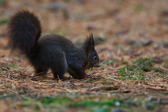 Red Squirrel