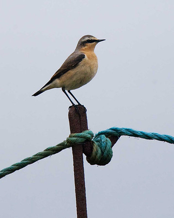 Wheatear