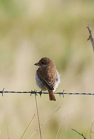 Red-backed Shrike [juv]
