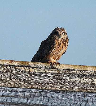 Short-eared Owl