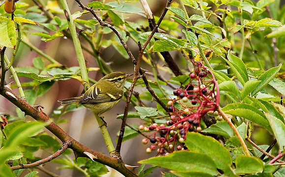Yellow-browed Warbler