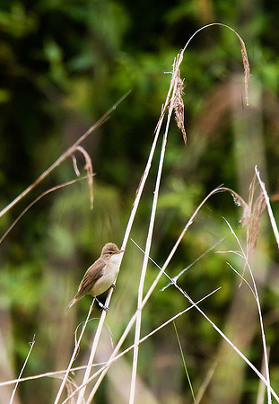 Marsh Warbler