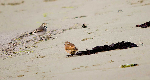 White Wagtail plus Wheatear