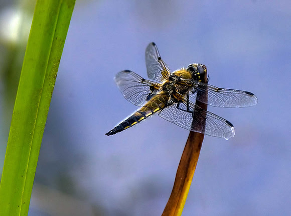 Four Spot Chaser