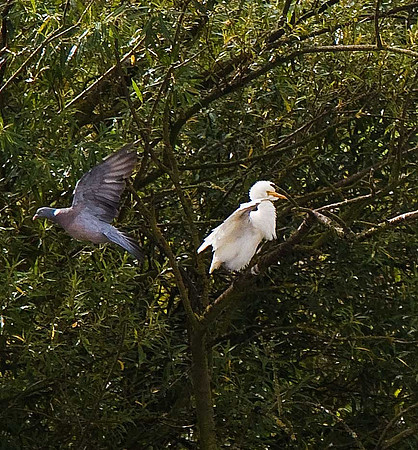 Cattle Egret