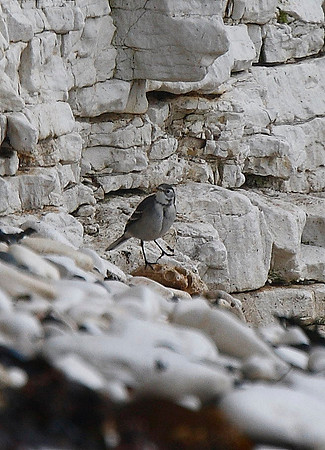 Citrine Wagtail