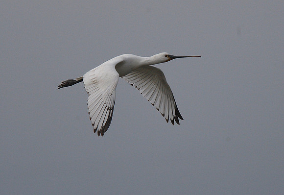 Spoonbill