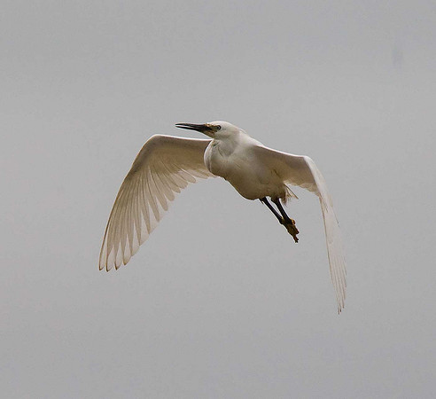 Little Egret