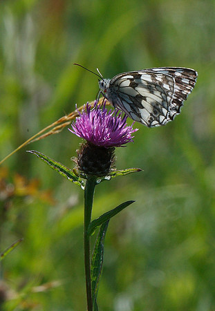 Marbled White