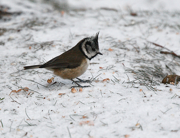 Crested Tit