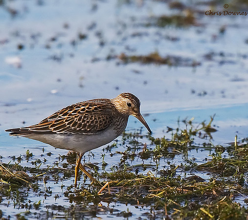 Pectoral Sandpiper