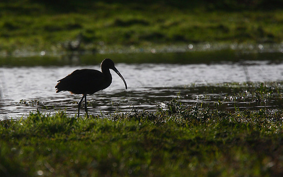 Glossy Ibis