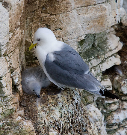 Kittiwake