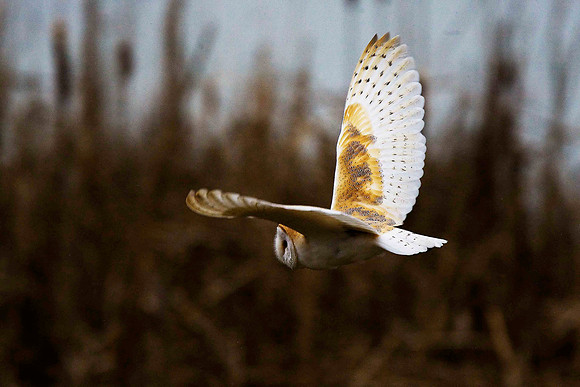 Barn Owl