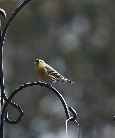 Siskin