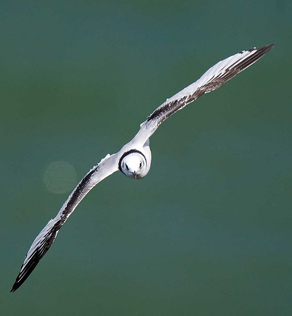 Kittiwake
