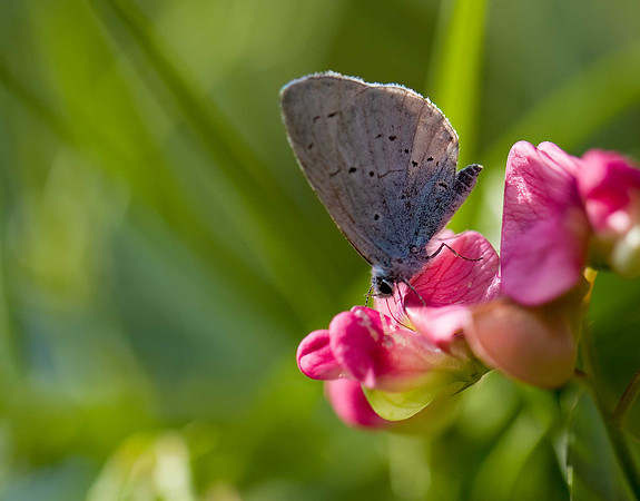 Holly Blue