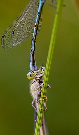 Common Blue Damselfly