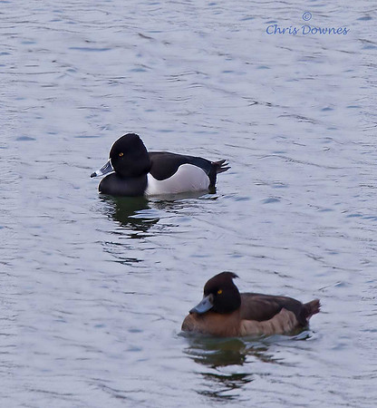 Ring-necked duck