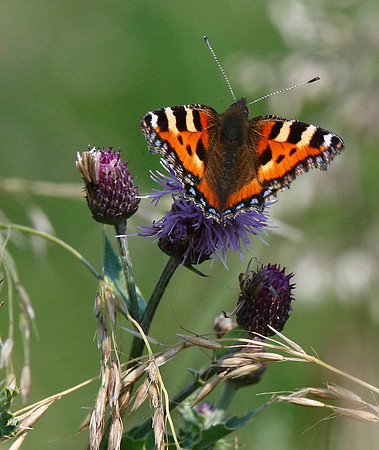 Small Tortoiseshell
