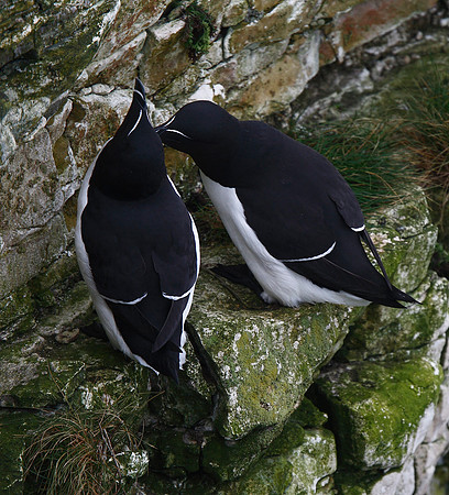 Razorbill
