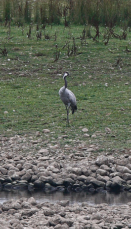 Common Crane