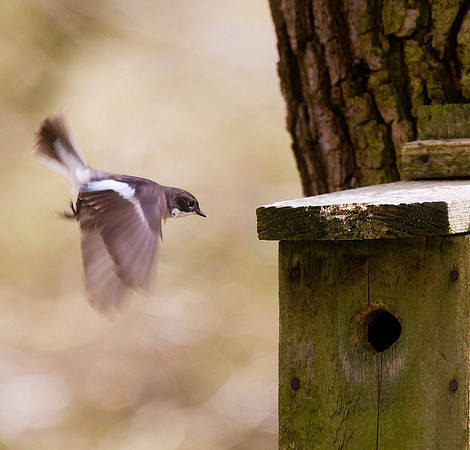 Pied Flycatcher