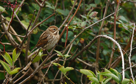 Reed Bunting